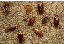 SAD KREĆE SEZONA BUBAŠVABA, JEDAN OD OVA 4 NAČINA ĆE IH SIGURNO UBITI: Evo kako da se riješite gadnih štetočina