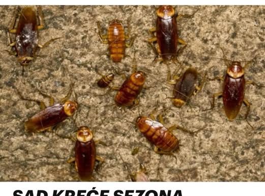 SAD KREĆE SEZONA BUBAŠVABA, JEDAN OD OVA 4 NAČINA ĆE IH SIGURNO UBITI: Evo kako da se riješite gadnih štetočina