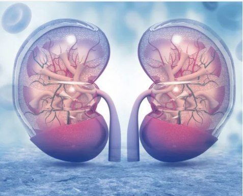 KADA SA BUBREZIMA NEŠTO NIJE U REDU – tijelo šalje ove signale! 6 simptoma koje ne smijete ignorisati