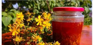 MOĆNI LIJEK ZA OPEKOTINE – KAKO NAPRAVITI KANTARIONOVO ULJE Prirodni eliksir koji smiruje kožu, ubrzava zarastanje rana i njeguje dubinski!