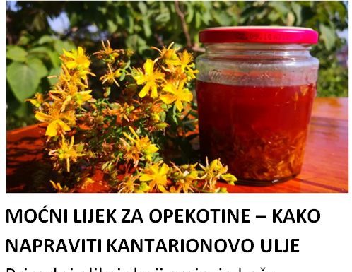 MOĆNI LIJEK ZA OPEKOTINE – KAKO NAPRAVITI KANTARIONOVO ULJE Prirodni eliksir koji smiruje kožu, ubrzava zarastanje rana i njeguje dubinski!
