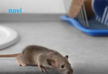 Riješite se miševa bez otrova: Moja baka stavi ovo ispred kuće i više ne dolaze