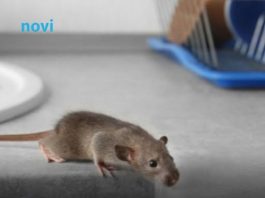 Riješite se miševa bez otrova: Moja baka stavi ovo ispred kuće i više ne dolaze