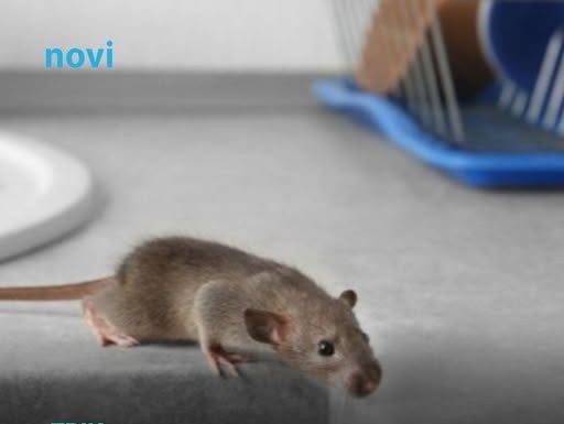 Riješite se miševa bez otrova: Moja baka stavi ovo ispred kuće i više ne dolaze