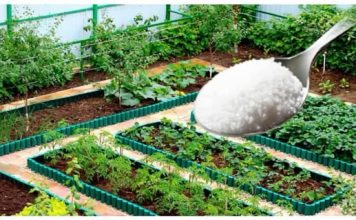 To je razlog zašto svake godine imam savršen travnjak, prekrasnu tuju i bez štetočina: POSPITE OVAJ ADITIV PO BAŠTI, EFEKAT JE NEPROCJENJIV