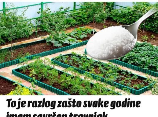 To je razlog zašto svake godine imam savršen travnjak, prekrasnu tuju i bez štetočina: POSPITE OVAJ ADITIV PO BAŠTI, EFEKAT JE NEPROCJENJIV