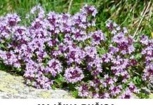 Majčina dušica – Nenadmašan PRIRODNI lijek za SKORO SVE BOLESTI