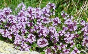 Majčina dušica – Nenadmašan PRIRODNI lijek za SKORO SVE BOLESTI