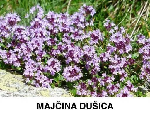 Majčina dušica – Nenadmašan PRIRODNI lijek za SKORO SVE BOLESTI