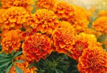 NAJKORISNIJI CVIJET U BAŠTI: 10 razloga da ovog proljeća POSIJETE KADIFE