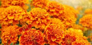 NAJKORISNIJI CVIJET U BAŠTI: 10 razloga da ovog proljeća POSIJETE KADIFE