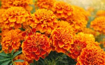 NAJKORISNIJI CVIJET U BAŠTI: 10 razloga da ovog proljeća POSIJETE KADIFE