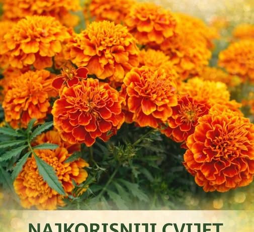 NAJKORISNIJI CVIJET U BAŠTI: 10 razloga da ovog proljeća POSIJETE KADIFE