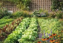 SODA BIKARBONA U BAŠTI: Cvijeće buja, puževi bježe, zemlja se čisti! Evo kako se koristi