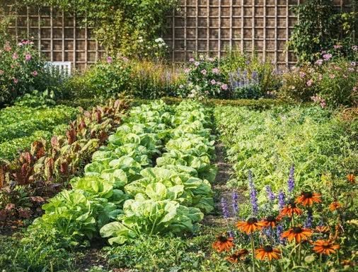 SODA BIKARBONA U BAŠTI: Cvijeće buja, puževi bježe, zemlja se čisti! Evo kako se koristi