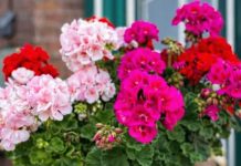 Prije nego iznesete muškatle na terasu, evo šta morate da uradite: Samo ovako će cvijetati tokom čitavog ljeta