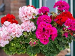 Prije nego iznesete muškatle na terasu, evo šta morate da uradite: Samo ovako će cvijetati tokom čitavog ljeta