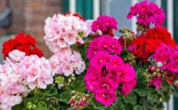 Prije nego iznesete muškatle na terasu, evo šta morate da uradite: Samo ovako će cvijetati tokom čitavog ljeta