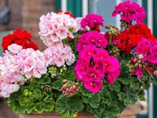 Prije nego iznesete muškatle na terasu, evo šta morate da uradite: Samo ovako će cvijetati tokom čitavog ljeta