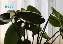 Biljka koja navodno crpi energiju iz doma: Mnogi je drže u sobi, a stručnjaci savjetuju oprez