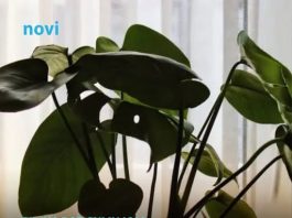 Biljka koja navodno crpi energiju iz doma: Mnogi je drže u sobi, a stručnjaci savjetuju oprez