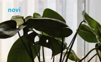 Biljka koja navodno crpi energiju iz doma: Mnogi je drže u sobi, a stručnjaci savjetuju oprez