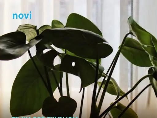 Biljka koja navodno crpi energiju iz doma: Mnogi je drže u sobi, a stručnjaci savjetuju oprez