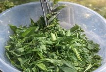 OVA BILJKA JE ZDRAVIJA OD BIJELOG LUKA: Snižava pritisak, prirodni čistač krvi, jetre i žući – UBICA SVIH OTROVA U ORGANIZMU