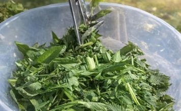 OVA BILJKA JE ZDRAVIJA OD BIJELOG LUKA: Snižava pritisak, prirodni čistač krvi, jetre i žući – UBICA SVIH OTROVA U ORGANIZMU