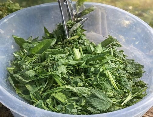 OVA BILJKA JE ZDRAVIJA OD BIJELOG LUKA: Snižava pritisak, prirodni čistač krvi, jetre i žući – UBICA SVIH OTROVA U ORGANIZMU