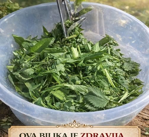 OVA BILJKA JE ZDRAVIJA OD BIJELOG LUKA: Snižava pritisak, prirodni čistač krvi, jetre i žući – UBICA SVIH OTROVA U ORGANIZMU