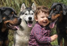 Veterinar objasnio da 5 rasa pasa nipošto ne treba držati blizu dece: Njima ne treba verovati