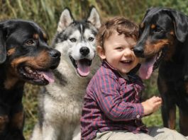 Veterinar objasnio da 5 rasa pasa nipošto ne treba držati blizu dece: Njima ne treba verovati