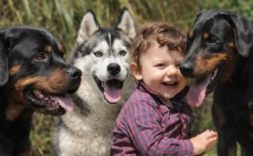 Veterinar objasnio da 5 rasa pasa nipošto ne treba držati blizu dece: Njima ne treba verovati