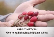 DIŽE IZ MRTVIH: Ovo je najljekovitija biljka na svijetu