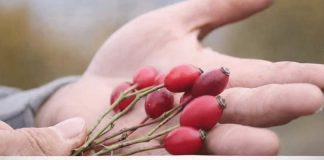 DIŽE IZ MRTVIH: Ovo je najljekovitija biljka na svijetu