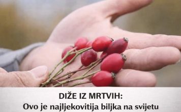 DIŽE IZ MRTVIH: Ovo je najljekovitija biljka na svijetu