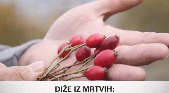 DIŽE IZ MRTVIH: Ovo je najljekovitija biljka na svijetu
