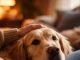 Nije slučajno: Šta vam pas želi poručiti kada vam stavi glavu u krilo?