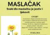 MASLAČAK (Taraxacum Officinale) – SVAKI NJEGOV DIO JE JESTIV I LJEKOVIT
