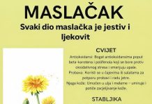 MASLAČAK (Taraxacum Officinale) – SVAKI NJEGOV DIO JE JESTIV I LJEKOVIT