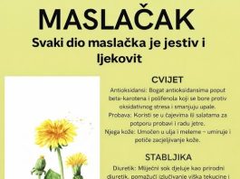 MASLAČAK (Taraxacum Officinale) – SVAKI NJEGOV DIO JE JESTIV I LJEKOVIT