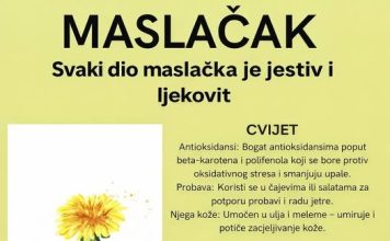 MASLAČAK (Taraxacum Officinale) – SVAKI NJEGOV DIO JE JESTIV I LJEKOVIT