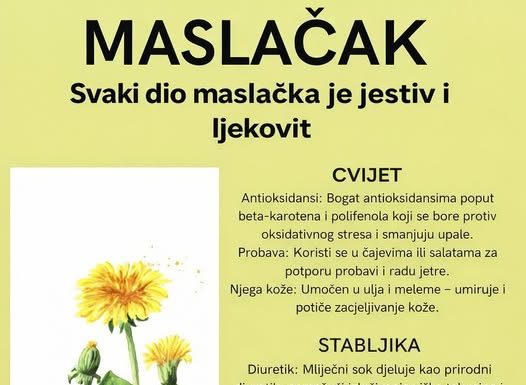 MASLAČAK (Taraxacum Officinale) – SVAKI NJEGOV DIO JE JESTIV I LJEKOVIT