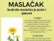 MASLAČAK (Taraxacum Officinale) – SVAKI NJEGOV DIO JE JESTIV I LJEKOVIT