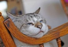 Znate li KOLIKO je vaša mačka ZAPRAVO stara: EVO kako se računaju MAČIJE GODINE