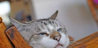 Znate li KOLIKO je vaša mačka ZAPRAVO stara: EVO kako se računaju MAČIJE GODINE