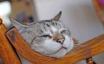 Znate li KOLIKO je vaša mačka ZAPRAVO stara: EVO kako se računaju MAČIJE GODINE