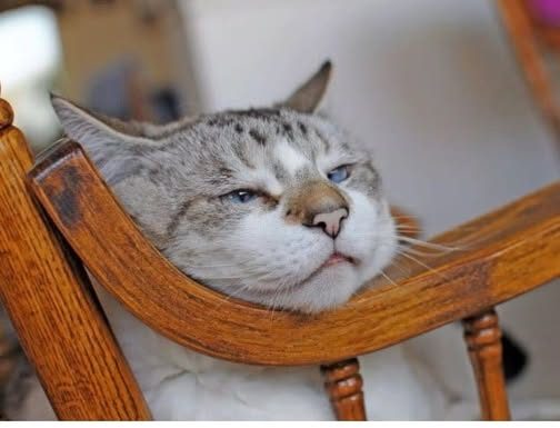 Znate li KOLIKO je vaša mačka ZAPRAVO stara: EVO kako se računaju MAČIJE GODINE