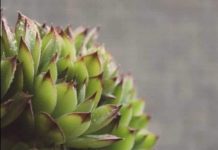 SVAKOG JUTRA PRIJE DORUČKA JELA JE LIST ČUVARKUĆE: Evo šta joj se DESILO POSLIJE mjesec dana